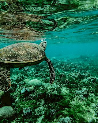 A sea turtle swims over a vibrant coral reef in clear blue water, creating a serene underwater scene.