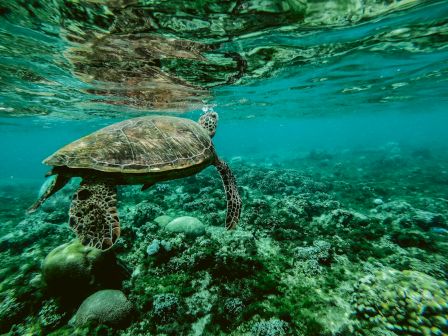 A sea turtle swims over a vibrant coral reef in clear blue water, creating a serene underwater scene.