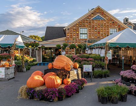 A farmers market with large pumpkins and flowers is displayed outside a rustic building under tents.