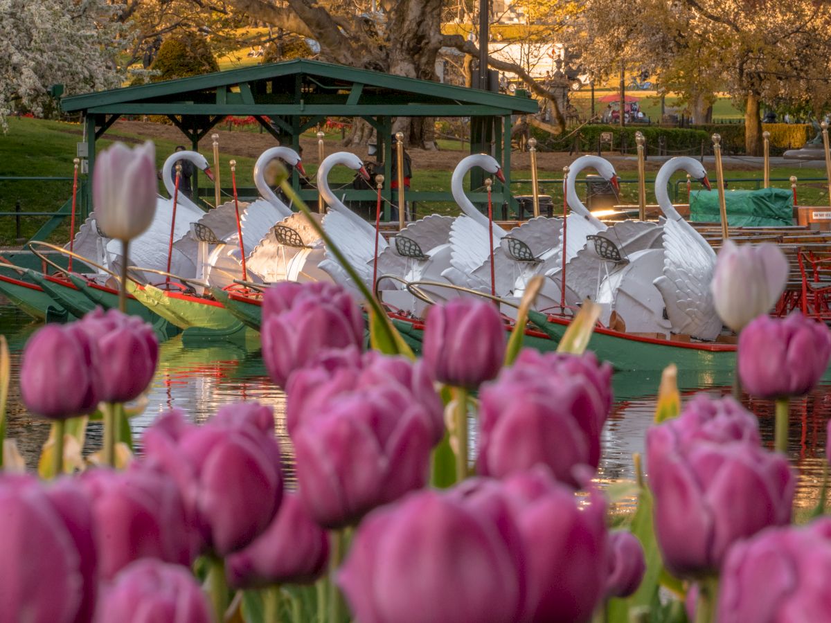 A row of pink tulips in the foreground, a white swan boat docked on a serene pond, and autumn trees in the background.
