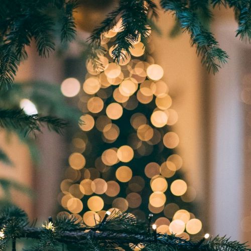Blurred Christmas tree lights in the background framed by pine branches in the foreground, creating a festive atmosphere.