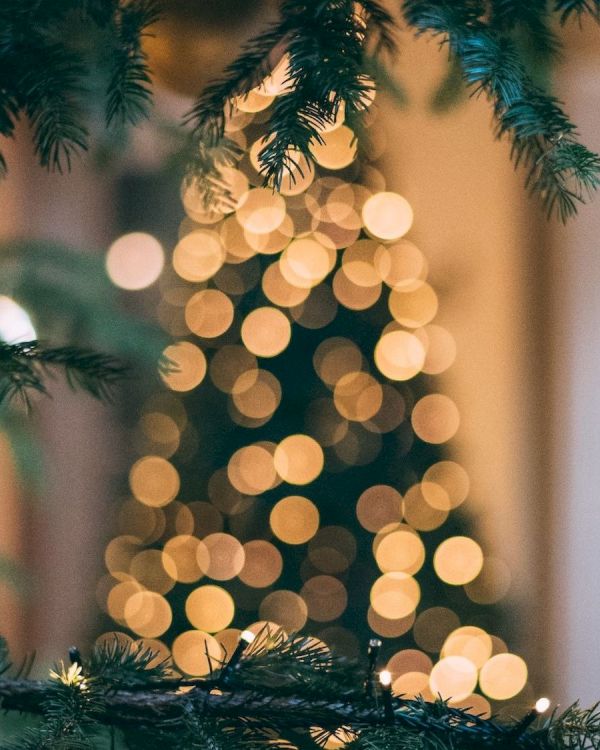 Blurred Christmas tree lights in the background framed by pine branches in the foreground, creating a festive atmosphere.