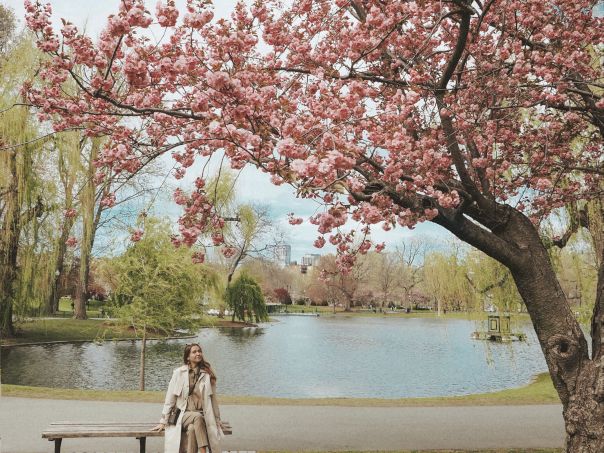 A person in a light coat stands on a wooden deck by a calm lake, with blooming pink cherry blossoms arching overhead in a peaceful park.
