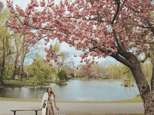 A person walks near a lake under blooming cherry blossoms by a wooden bench and boardwalk, with pastel trees and calm water in a serene park.
