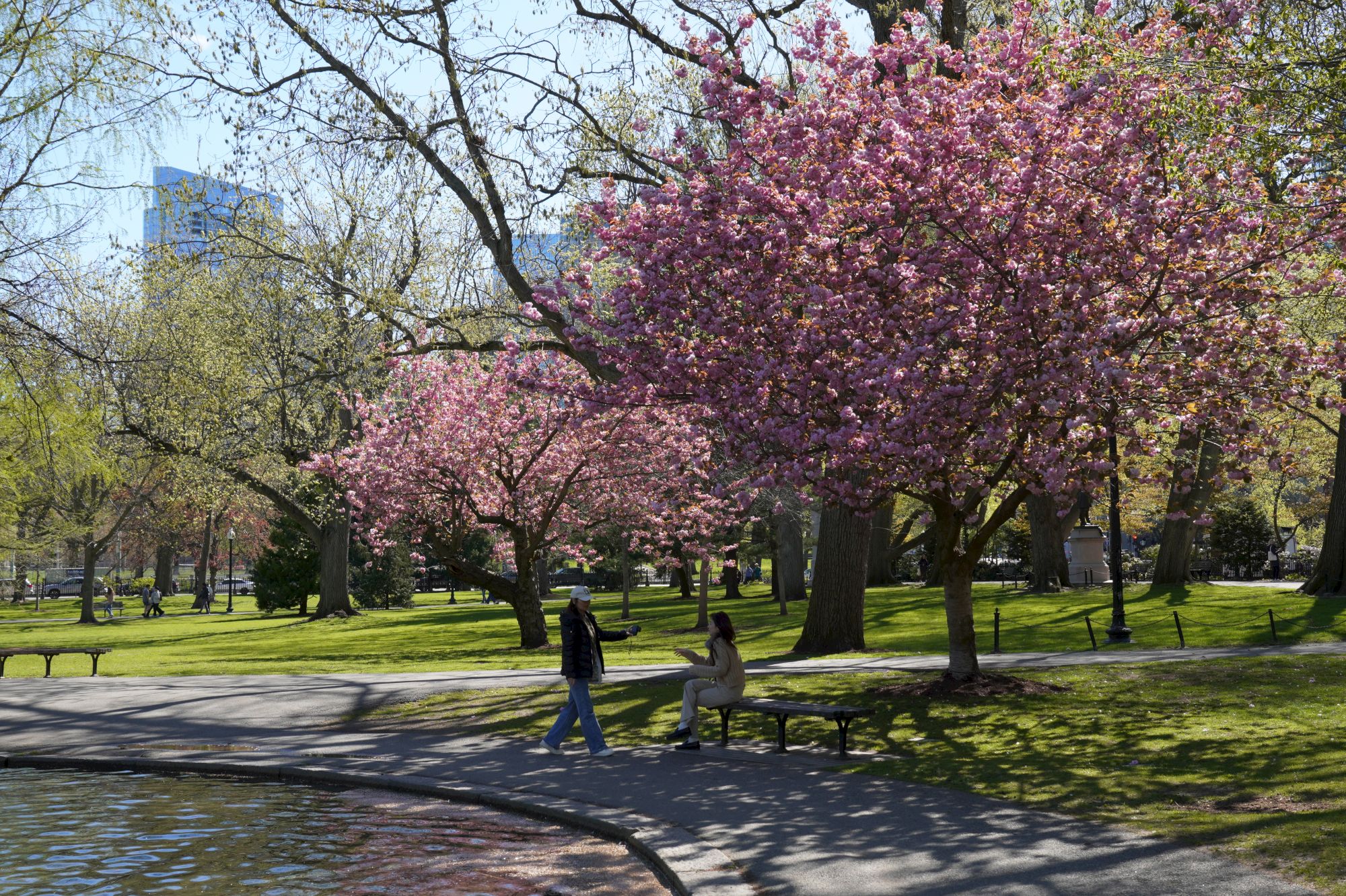 A sunny park with pink blossoming trees, a pond edge, and people strolling along a paved path near grassy lawns.