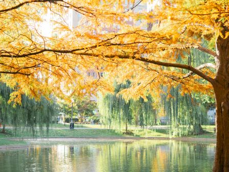 A autumn park scene with golden leaves, a calm pond, and a tree in the foreground.