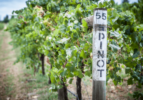 A vineyard with lush grapevines and a wooden post marked "PINOT" and "55," indicating the grape variety and possibly the row number.