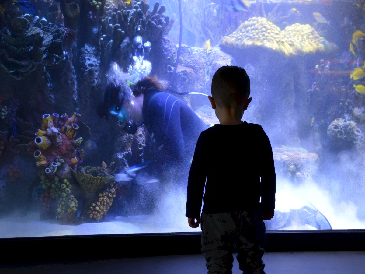A child stands in front of a large aquarium, watching fish and sea life swim in a vibrant underwater environment.
