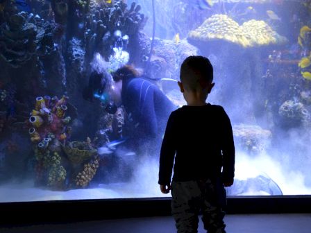 A child stands in front of a large aquarium, watching fish swim among corals and aquatic plants, with dim lighting creating a serene atmosphere.