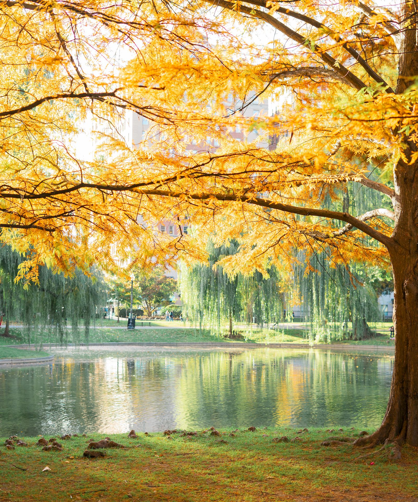 A park scene in autumn with a golden tree overhanging a calm pond, reflections on the water, and fallen leaves on the grass.