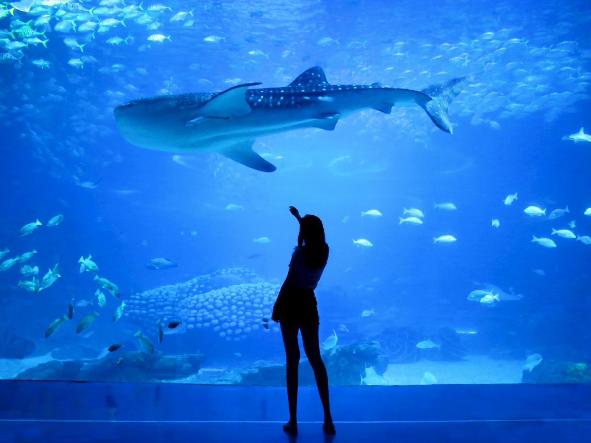 A silhouette of a person stands in front of an aquarium tank, pointing at a large whale shark swimming among smaller fish.